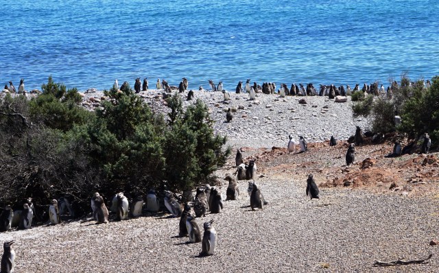 Magellanics at Punto Tombo, Argentina