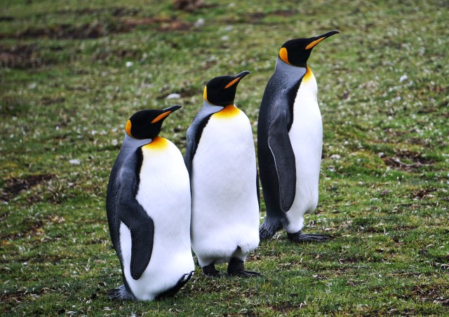 Three Kings at Volunteer Point