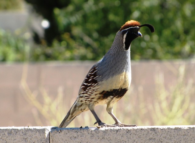Handsome male Gambel's Quail
