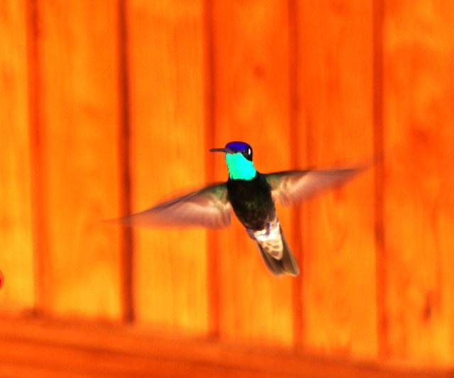 Magnificent Hummingbird, Mirador Hotel