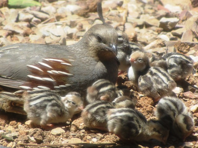 Mama and brood
