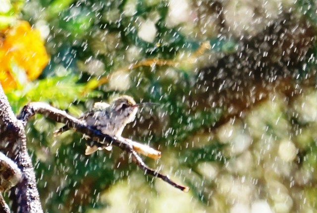 Long showers at the bird spa