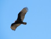 A Soaring Turkey Vulture