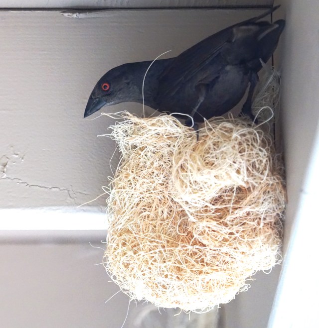 Male Bronzed Cowbird inspecting an oriole nest