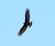 Rare Zone-tailed Hawk near Oracle
