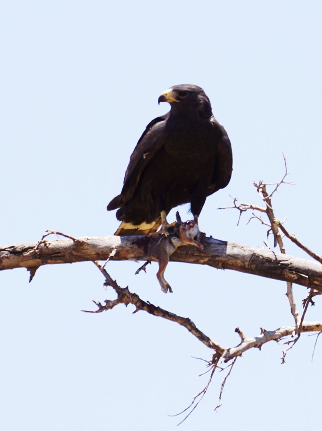 Zone-tailed Hawk with surprised prey