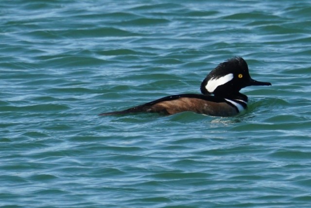 Hooded Merganser, Fountain Hills Lake.JPG