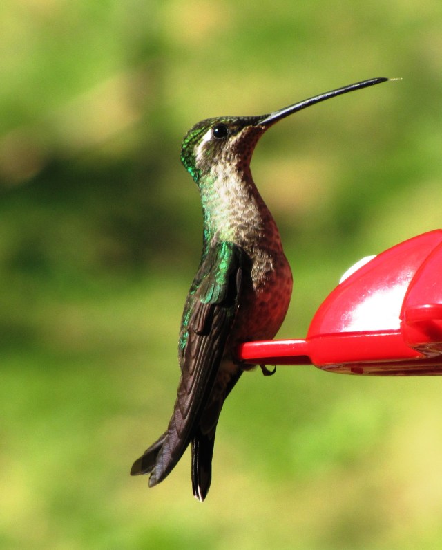 Female Talamanca Hummingbird, Costa Rica