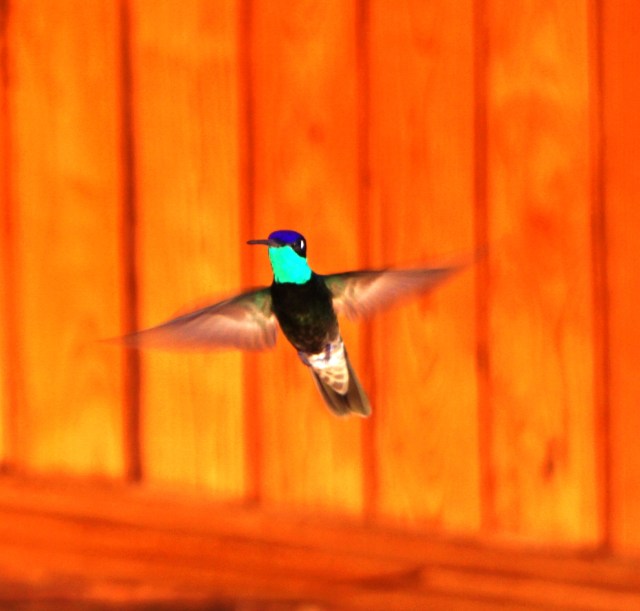 Male Rivoli's Hummingbird, Copper Canyon