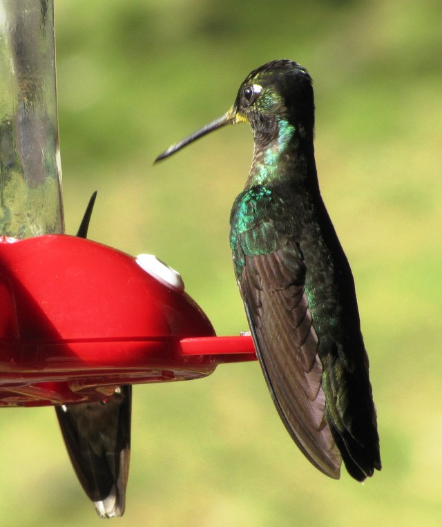 Male Talamanca Hummingbird, Costa Rica