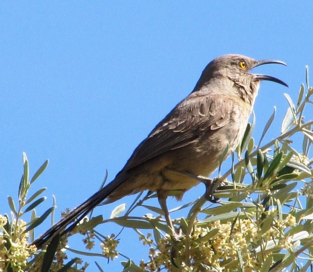 An operatic Curve-billed Thrasher
