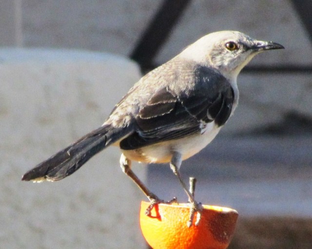 Northern Mockingbirds Mimic other birdsong