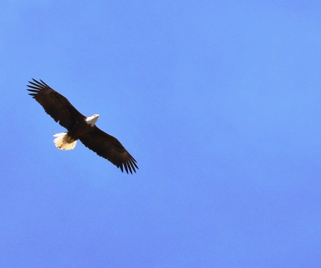 Bald Eagle circling the Nature Sanctuary