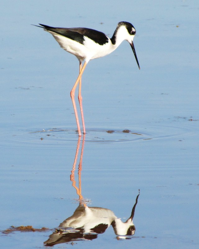 Black-necked Stilt, Gilbert Water Ranch