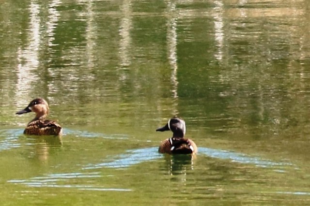 Blue-winged Teals on Rush Creek, Missouri