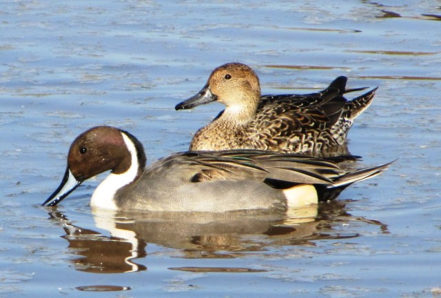 Northern Pintails, Gilbert Water Ranch