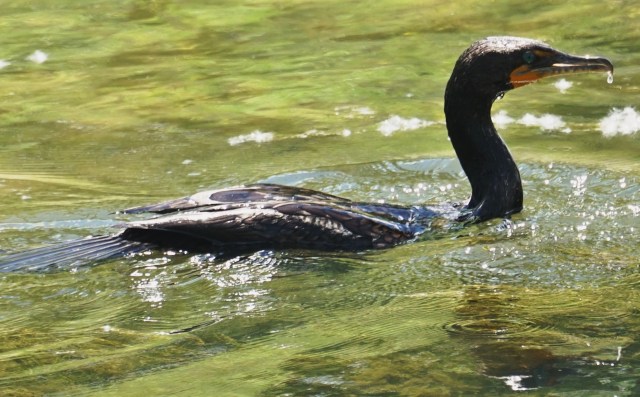 Double-crested Cormorant in a Denver trout stream