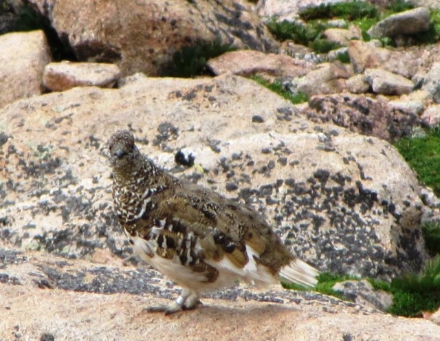 Summer camouflage of the White-tailed Ptarmigan