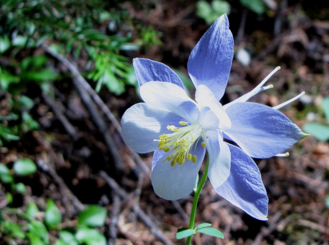 The state flower, Colorado blue columbine