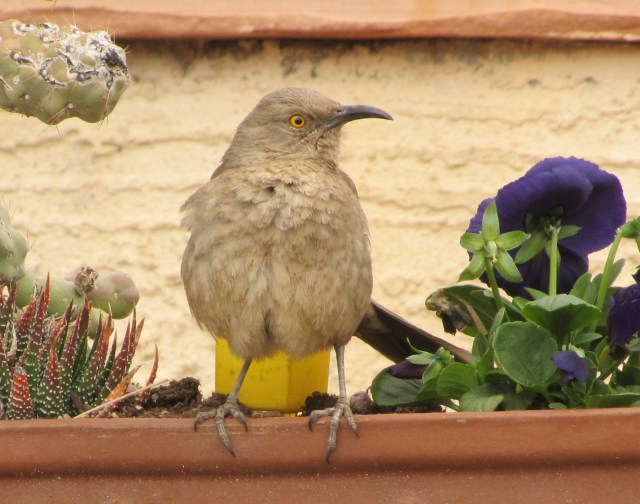 Curve-billed Thrasher