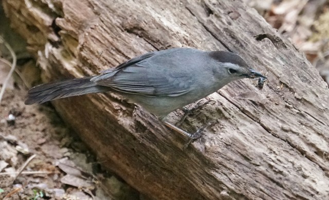 Gray Catbird in Virginia