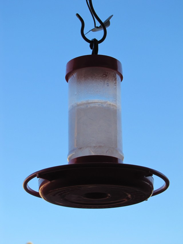 A winter feeder with frozen sugar water