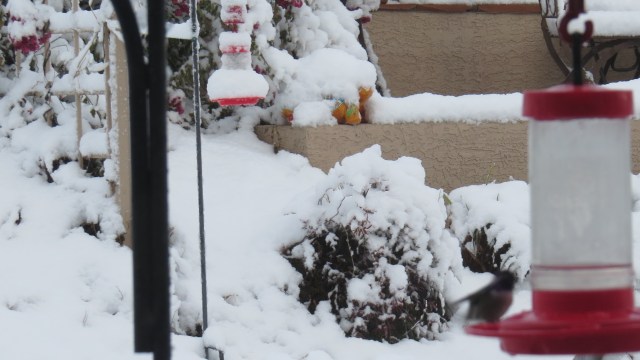 The back feeder is out of action