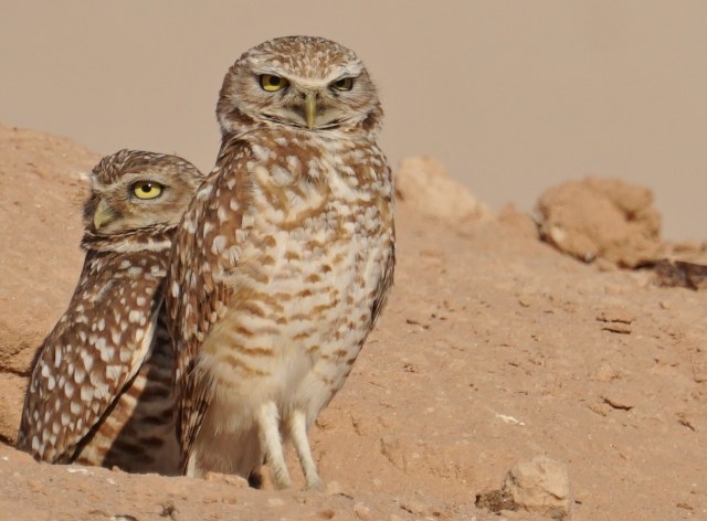 Burrowing Owls, Rocky Point