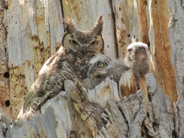 Great Horned and babies