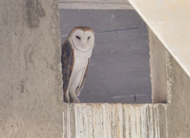 Heart-faced Barn Owl