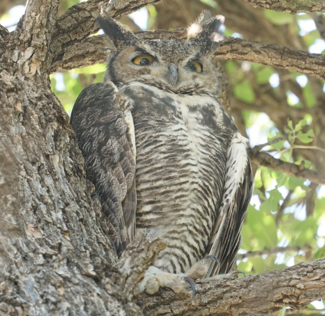 Wise-old Great Horned Owl