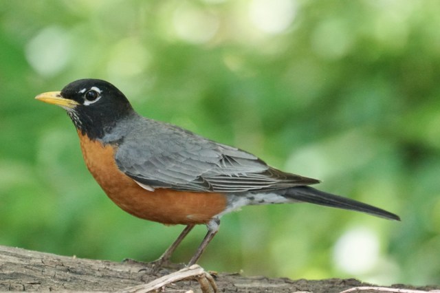 american robin (photo bob and prudy bowers)
