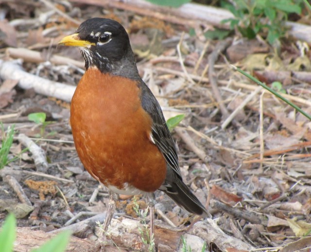 american robin (photo prudy and bob bowers)