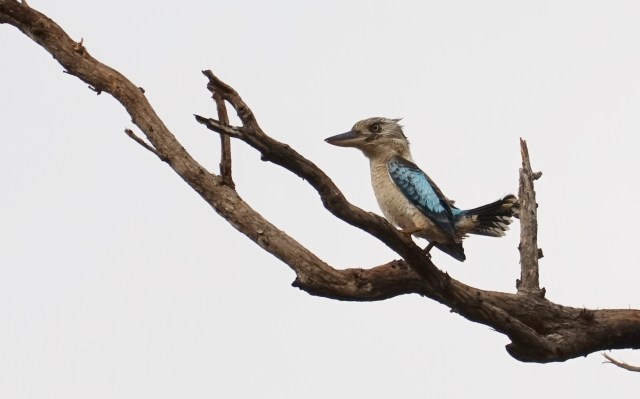 The Blue-winged Kookaburra
