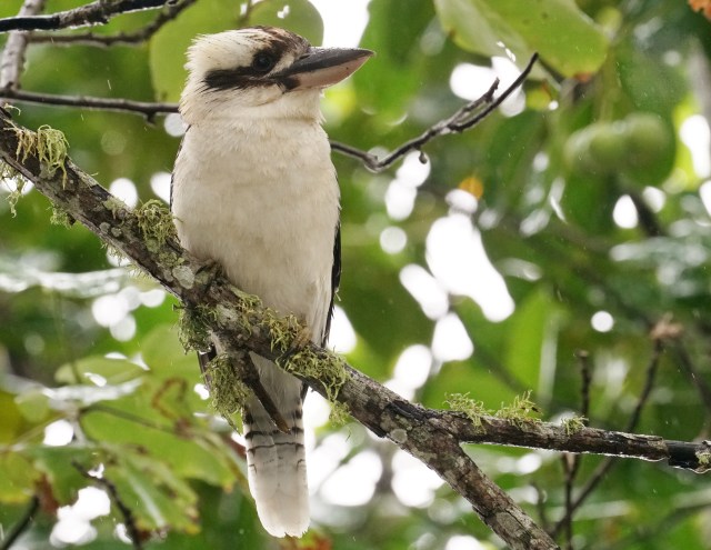 The Laughing Kookaburra