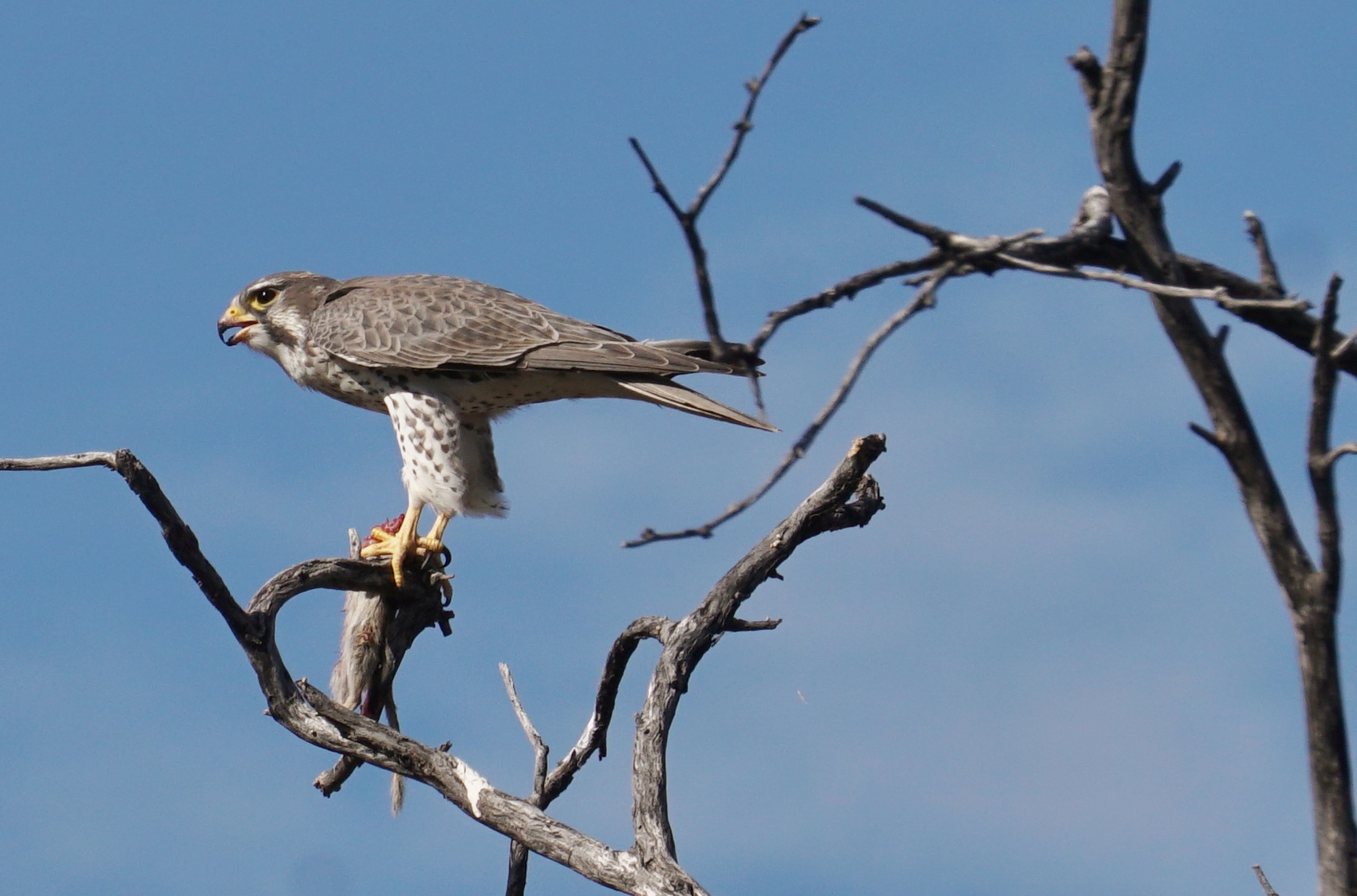 Prairie Falcon at CSP