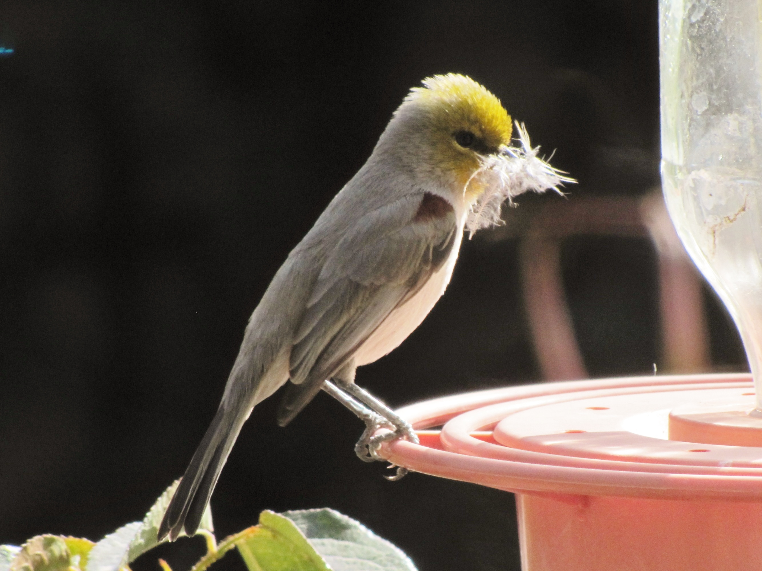 Probable female Verdin with nesting feathers