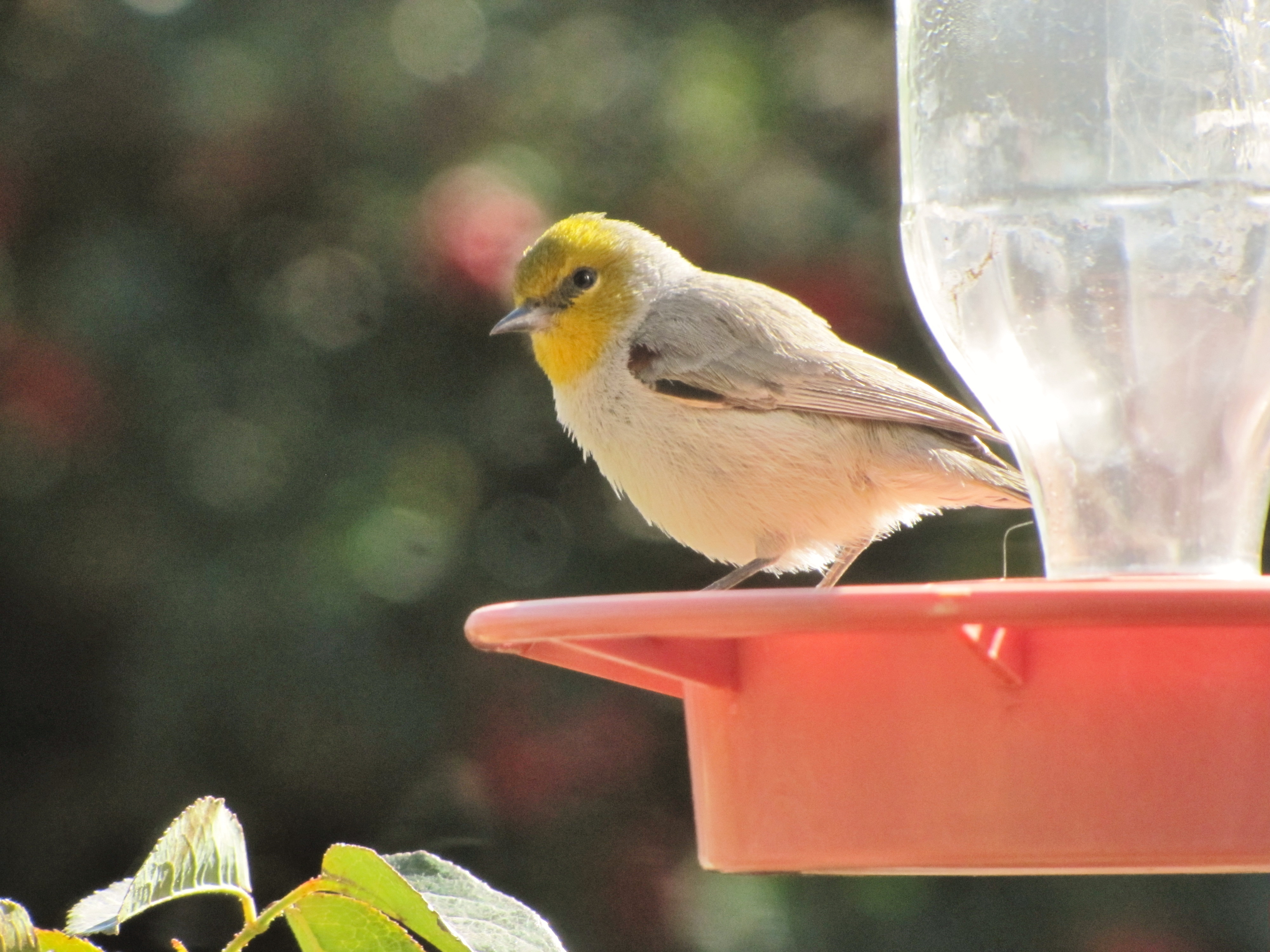 Verdin on Hummingbird Feeder