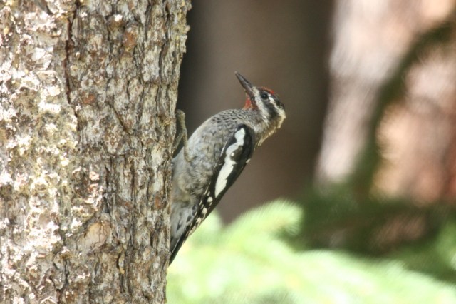 IMG_3385-Jean - Copy